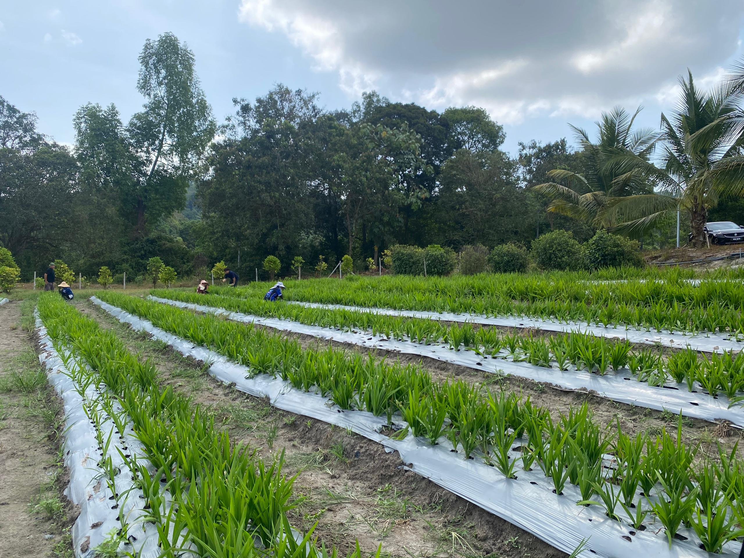 Ladang bahan botani Dybesol